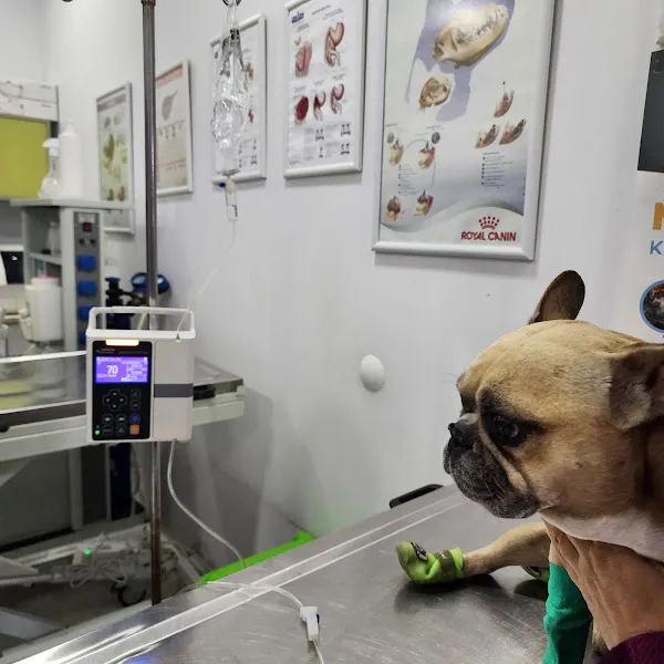 Beylikdüzü Alfa Veteriner Kliniği foto 2