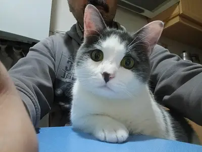 Beykent Veteriner Kliniği