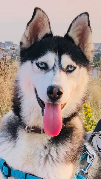 kumburgaz cadde veteriner kliniği foto 2