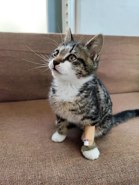 Patiayak Veteriner Kliniği foto 2