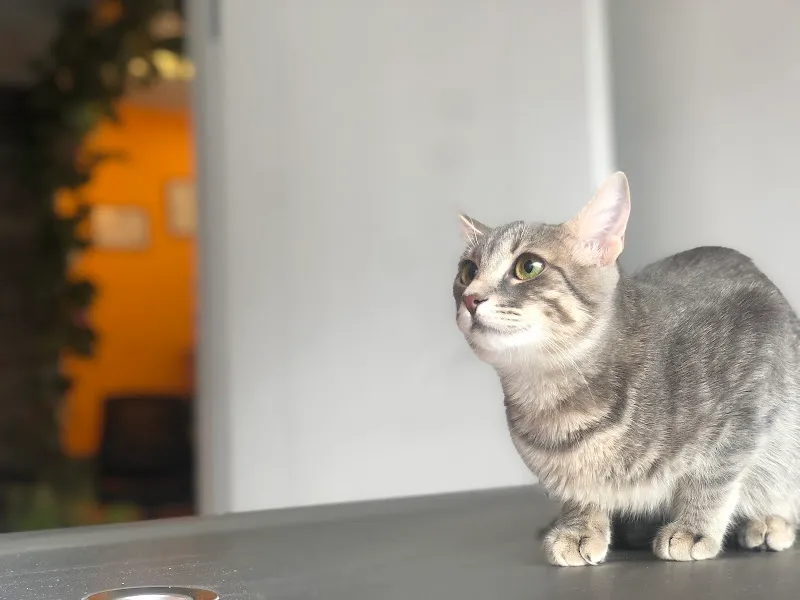 Trabzon Bikedi Veteriner Kliniği foto 2