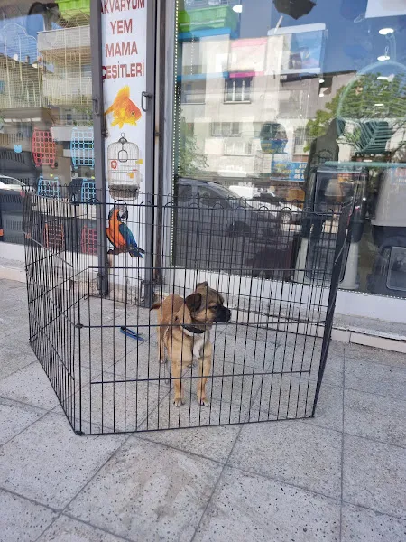 SEVİMLİ DOSTLAR PETSHOP GAZİANTEP foto 2