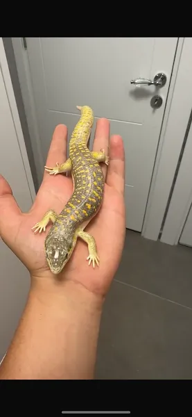 Yıldırım petshop foto 2