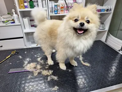 Vişne Veteriner Kliniği & Pet Kuaför fotoğrafı