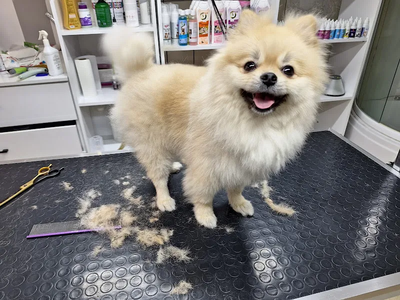 Vişne Veteriner Kliniği & Pet Kuaför foto 1