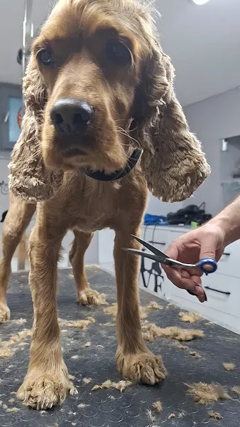 Vişne Veteriner Kliniği & Pet Kuaför foto 2