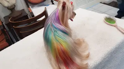 petstylistcizi fotoğrafı