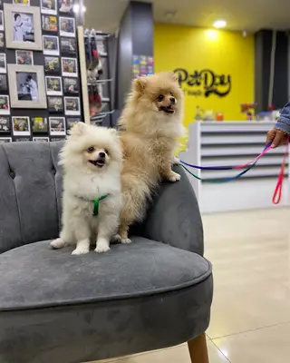 PetDay Pet Kuaför