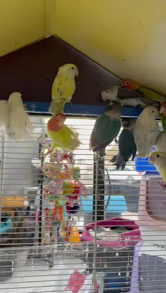 ÇORLU EXOTİC PETSHOP foto 2