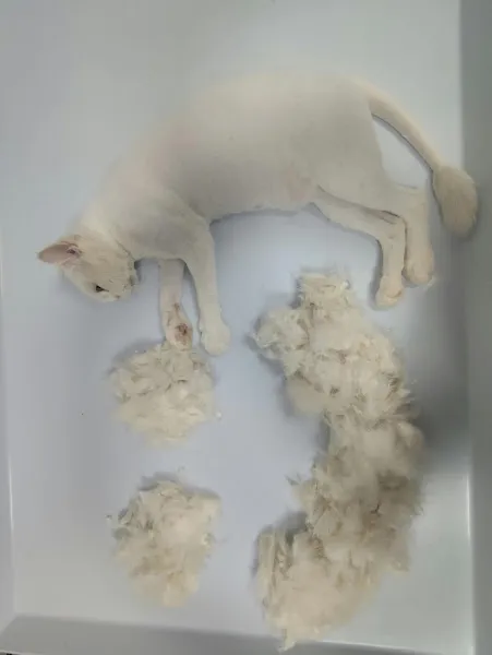 Mardin Pet-Veteriner Kliniği foto 2