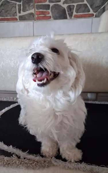Dalmaçyalı Köpek Eğitim ve Oteli - Bursa foto 2