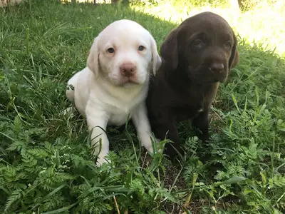 Dog Academy Köpek Çiftliği Eğitim Üretim ve Köpek Oteli fotoğrafı