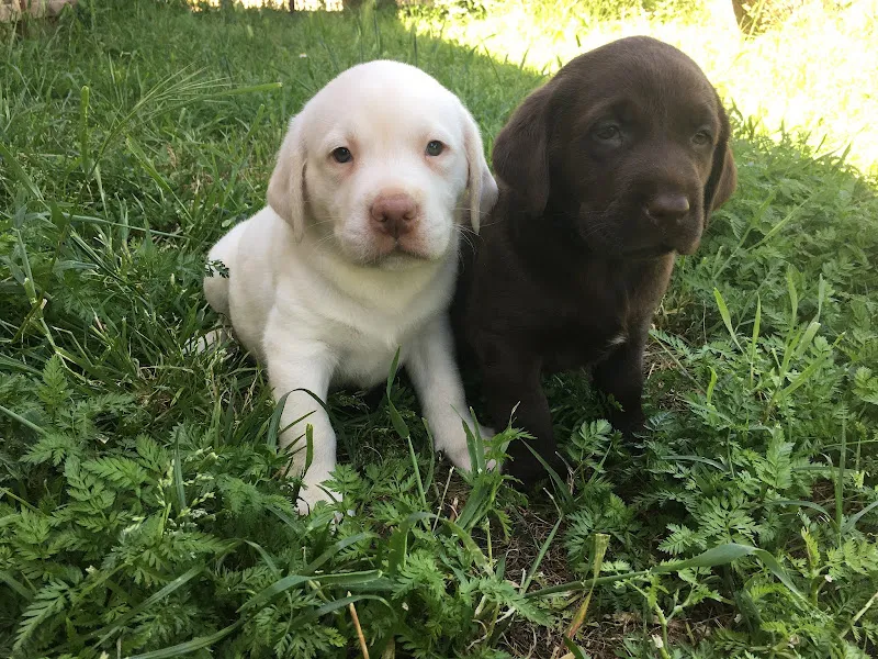 Dog Academy Köpek Çiftliği Eğitim Üretim ve Köpek Oteli foto 1