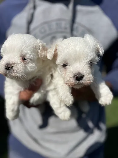 Dog Academy Köpek Çiftliği Eğitim Üretim ve Köpek Oteli foto 2