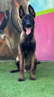 EGE KÖPEK EVİ