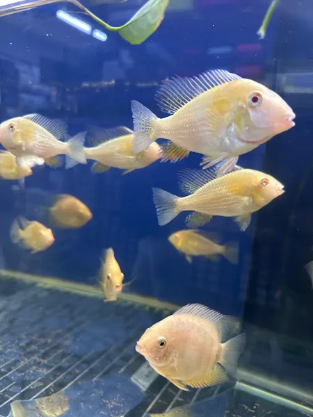 ÇORLU PETSHOP DOĞA PETSHOP foto 2