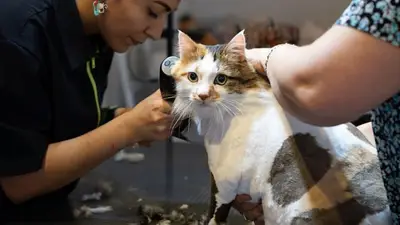 Antalya Kedi Kuaförü fotoğrafı