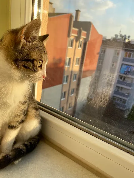 Greenpet Veteriner Kliniği foto 1
