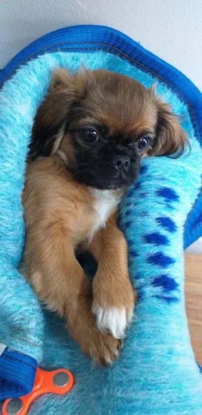Greenpet Veteriner Kliniği foto 2