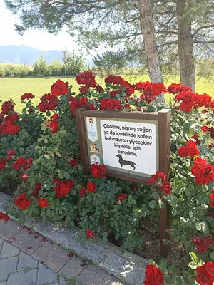 Denizli Belediyesi Sokak Hayvanları Kliniği