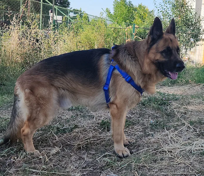 Pasteur Köpek Eğitim Merkezi foto 2