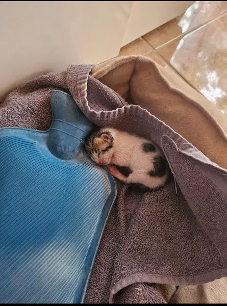 Seyrek Veteriner Kliniği foto 2