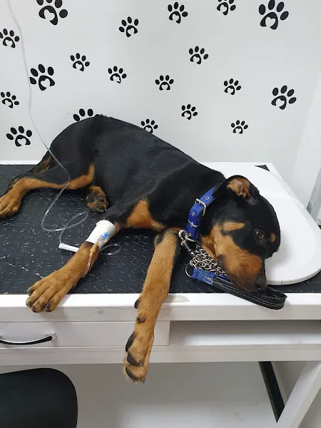 Ada-Vet Veteriner Kliniği Gaziantep foto 2