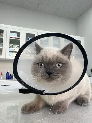 Vet Center Konya - Vetcenter Veteriner Kliniği fotoğrafı