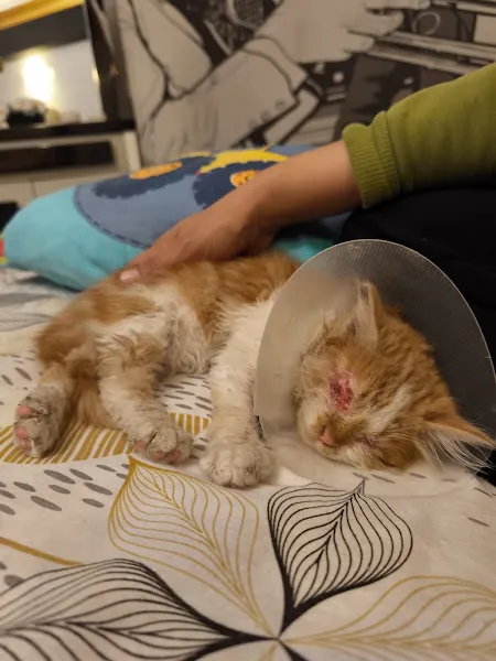Vet Center Konya - Vetcenter Veteriner Kliniği foto 2