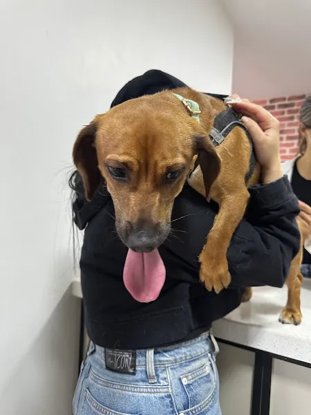 Cool Paws Veteriner Kliniği—7/24 Acil Nöbetçi Veteriner - Beylikdüzü foto 2