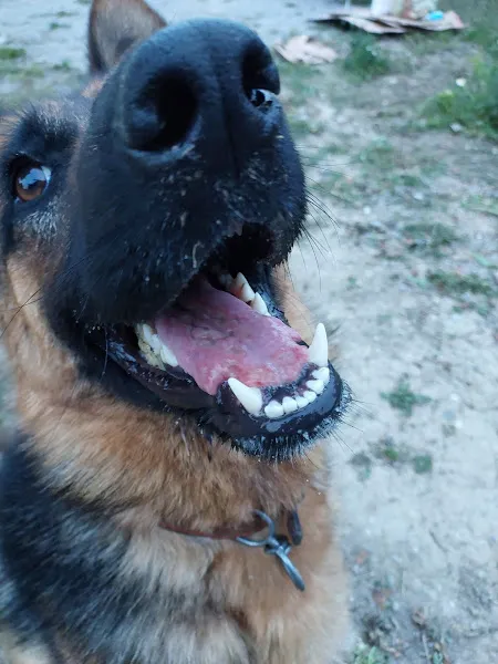 ORTACA GÜNEYBATI VETERİNER KLİNİĞİ foto 2