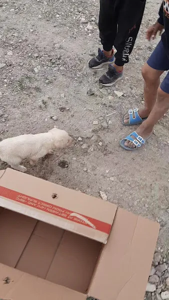Odunpazari Belediyesi Hayvan Barinagi foto 2