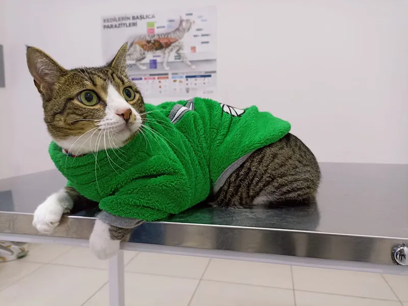 İstanbul Veteriner Kliniği foto 2