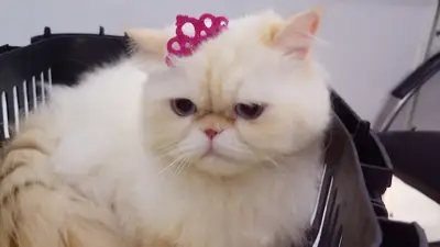 Çontaroğulları Veteriner kliniği