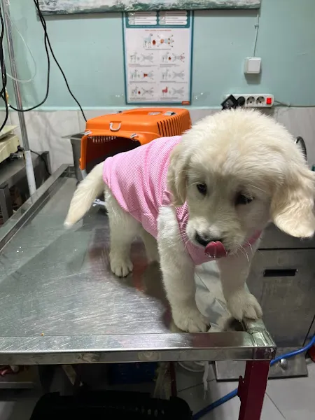 Çontaroğulları Veteriner kliniği foto 2