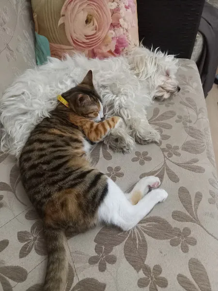 Dr Pet Veteriner Kliniği foto 2