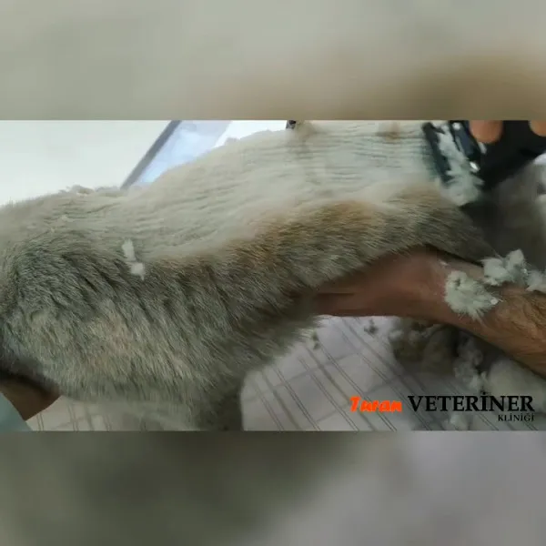 Turan Veteriner Kliniği foto 2