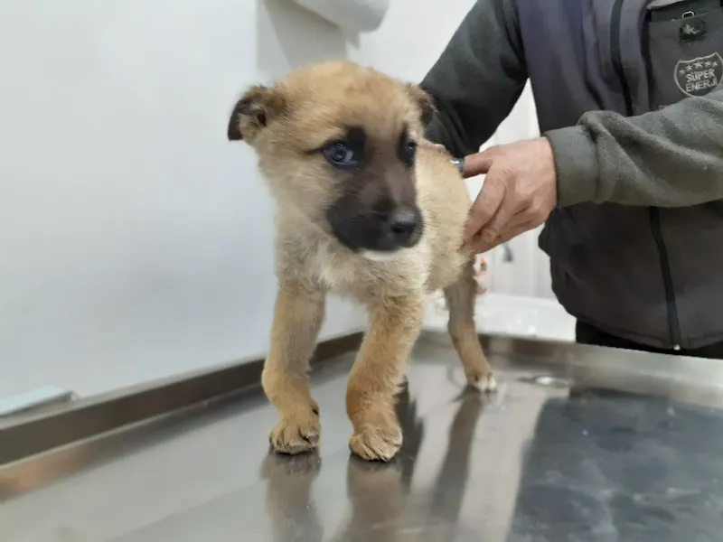 Ercan SEVER Veteriner Kliniği foto 2