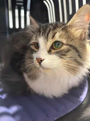 Isparta Çayboyu Veteriner Kliniği Isparta Veteriner