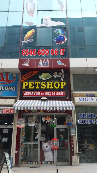Cadde Petshop foto 1