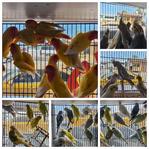 LİLA PETSHOP foto 2