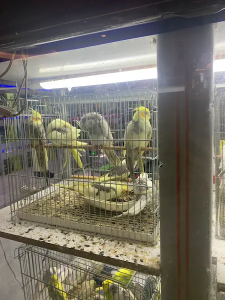 Kanka Köpek - Alya Petshop foto 2