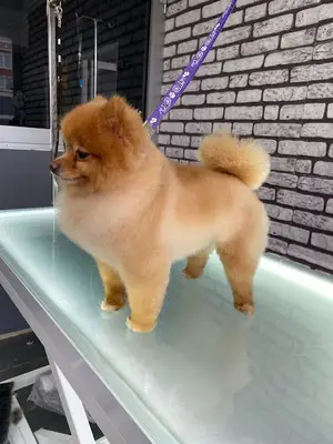 Antalya Pet Kuaförü - Evcil Hayvan (kedi, köpek) Bakımı ve Traşı fotoğrafı