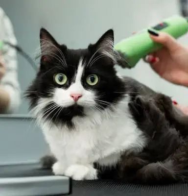 Pet Kuaför Seferihisar - Sebahat Parlak fotoğrafı