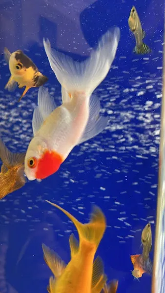 Cebeci Petshop Evcil Hayvan foto 2