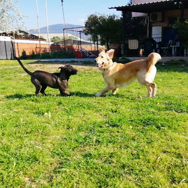 Can dostum köpek eğitim merkezi foto 2