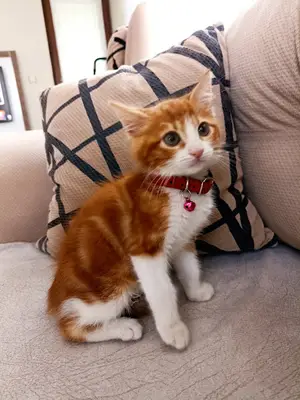 PATİLİ KEDİ OTELİ