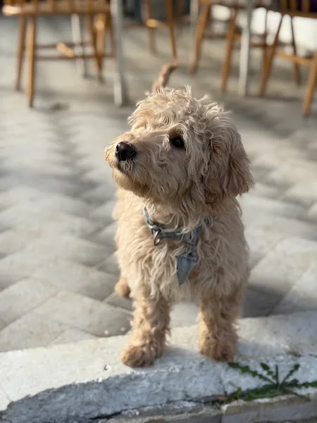 Samsun Köpek Eğitimi foto 2
