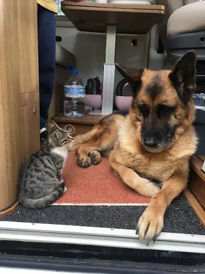 Mersin PetVET Veteriner Kliniği