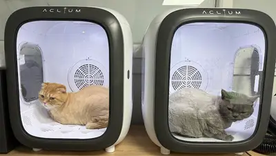 Gizay Pet Kuaför